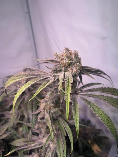 Utopia Haze. Week 28