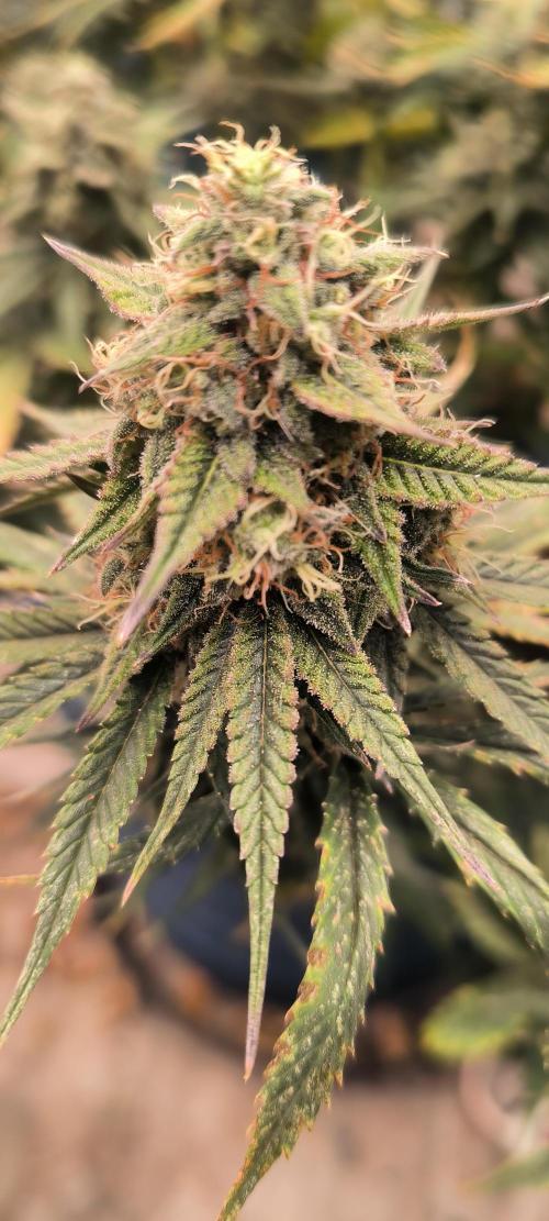 Auto Opium. Week 8 - Plant no 2 after fim and lst 