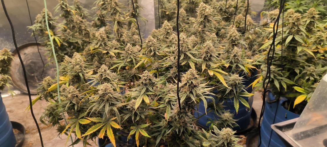 Auto Opium. Week 8 - Plant 2