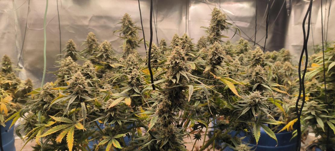 Auto Opium. Week 8 - Plant 2 