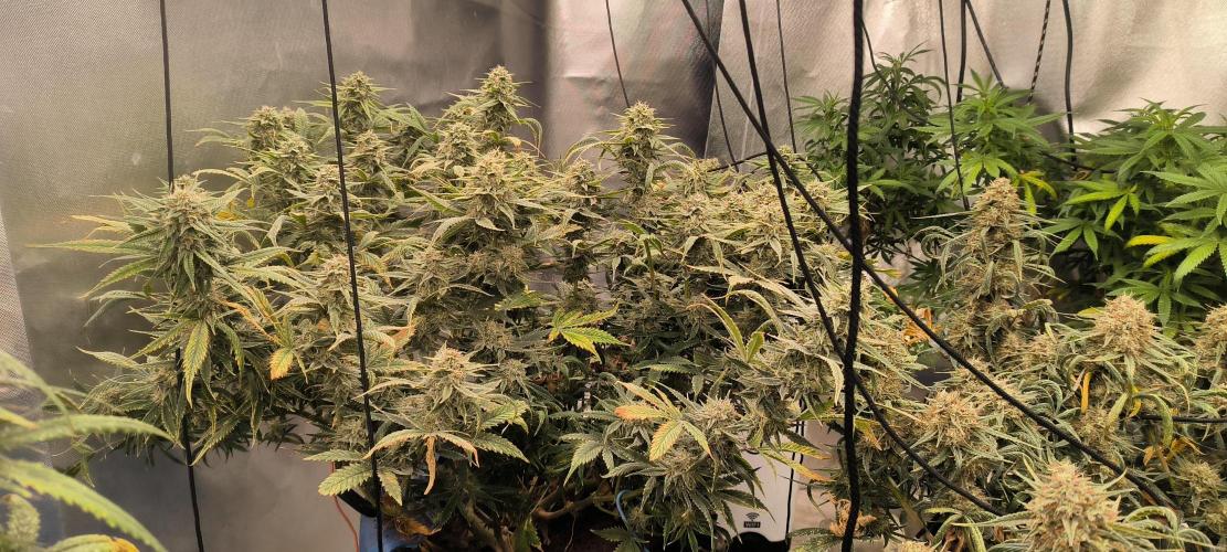 Auto Opium. Week 8 - Plant no 1 after topping and fim