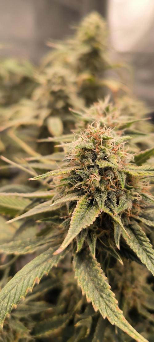 Auto Opium. Week 8 - Plant nr 1