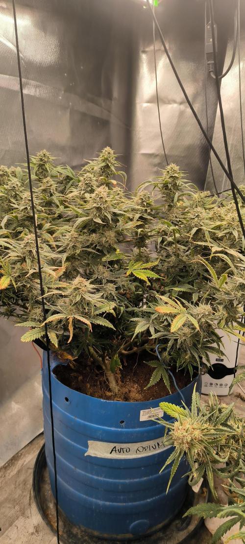 Auto Opium. Week 8 - Plant nr 1