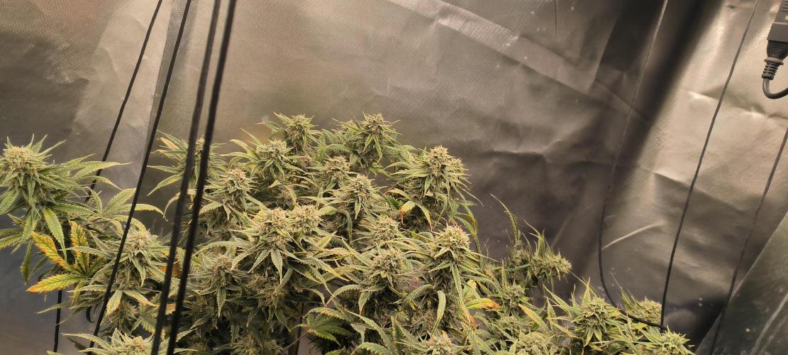 Auto Opium. Week 8 - Plant No1 