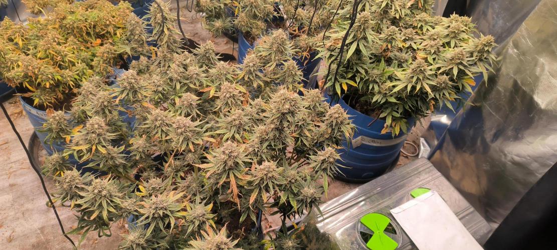 Auto Opium. Week 9 - No 2 after fim