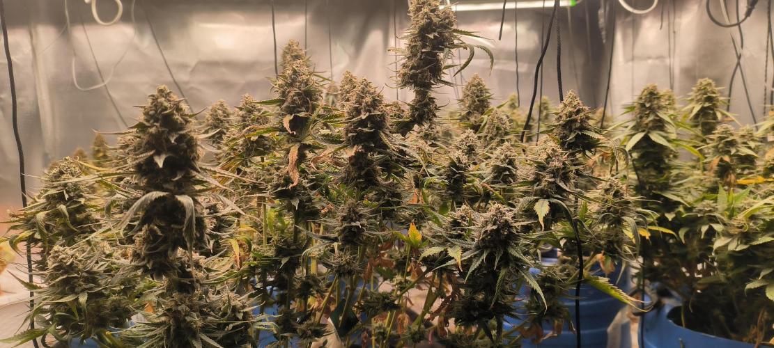 Auto Opium. Week 9 - No 2