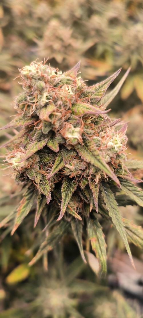 Auto Opium. Week 9 - No 2 