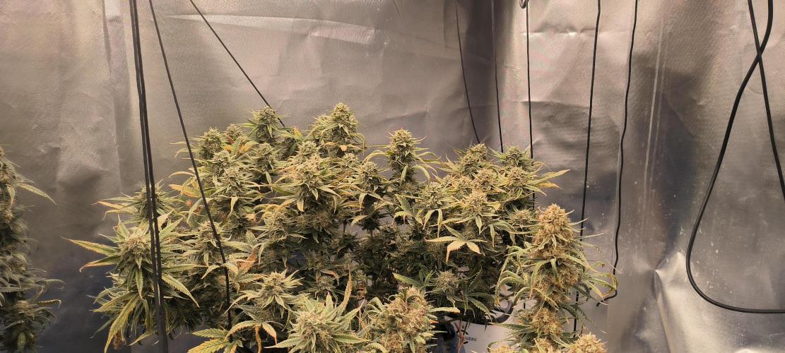 Auto Opium. Week 9 - No 1 fim + top