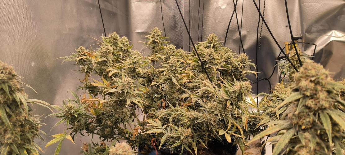 Auto Opium. Week 9 - No 1