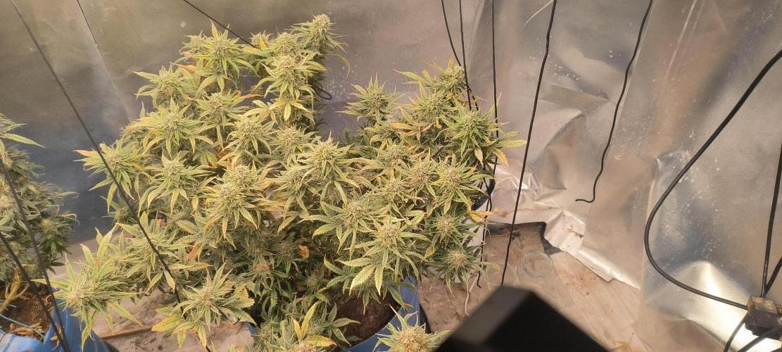 Auto Opium. Week 9 - No 1