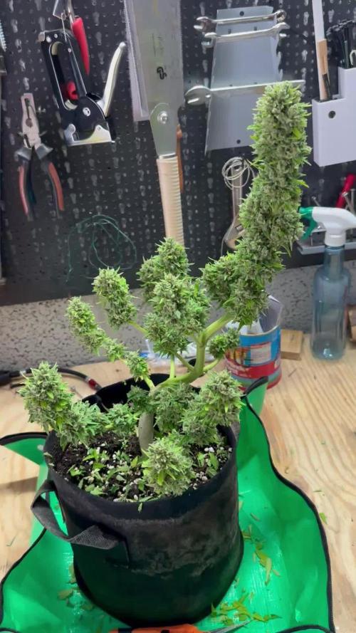 Autorora 2025 - Auto Northern Light