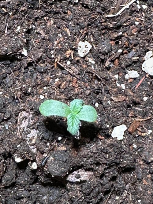 Linda Seeds Auto Gorilla Glue#4 2026 GER