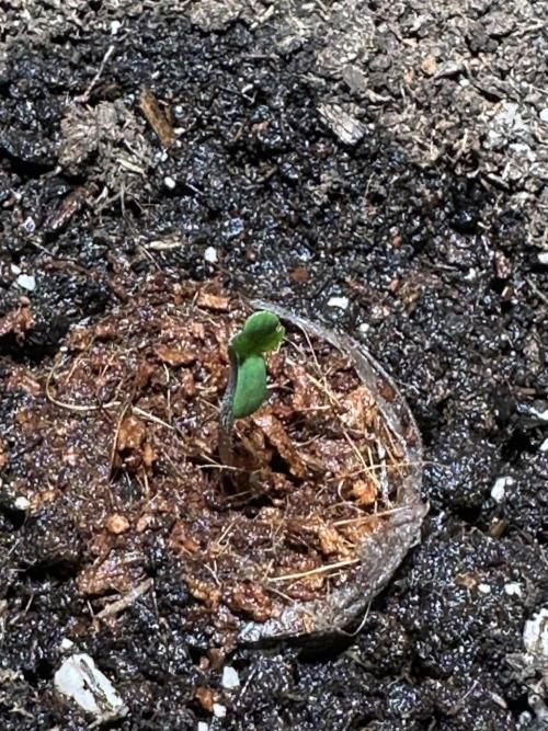 Linda Seeds Auto Gorilla Glue#4 2026 2nd. Week 0 - 03.05. (D1)
