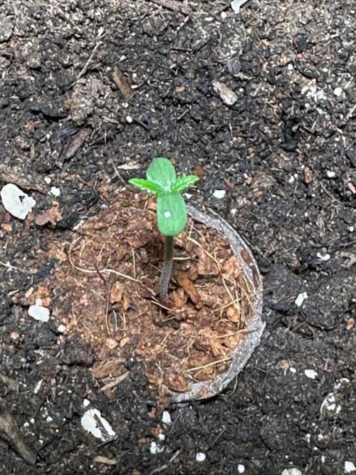 Linda Seeds Auto Gorilla Glue#4 2026 2nd. Week 1 - D2 (04.05.)