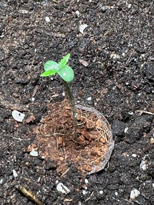 Linda Seeds Auto Gorilla Glue#4 2026 2nd. Week 1 - D3 (05.05.)