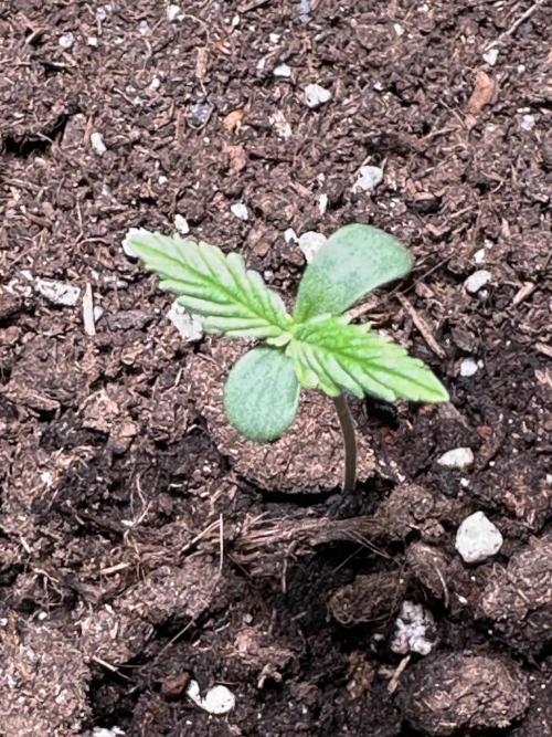 Linda Seeds Auto Gorilla Glue#4 2026 2nd. Week 1 - D5 (07.05)