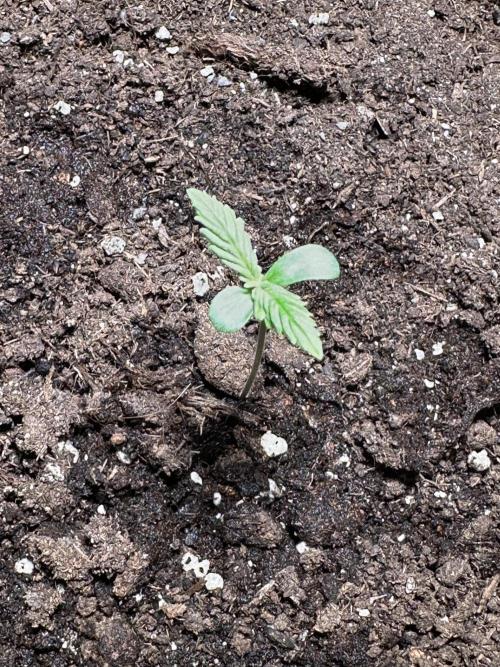 Auto Gorilla Glue#4. Week 1