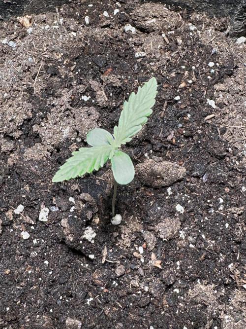 Auto Gorilla Glue#4. Week 1