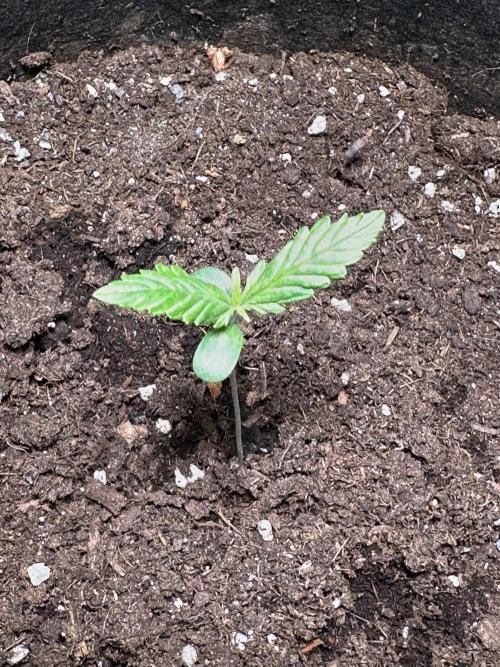 Auto Gorilla Glue#4. Week 2