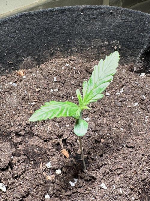Auto Gorilla Glue#4. Week 2