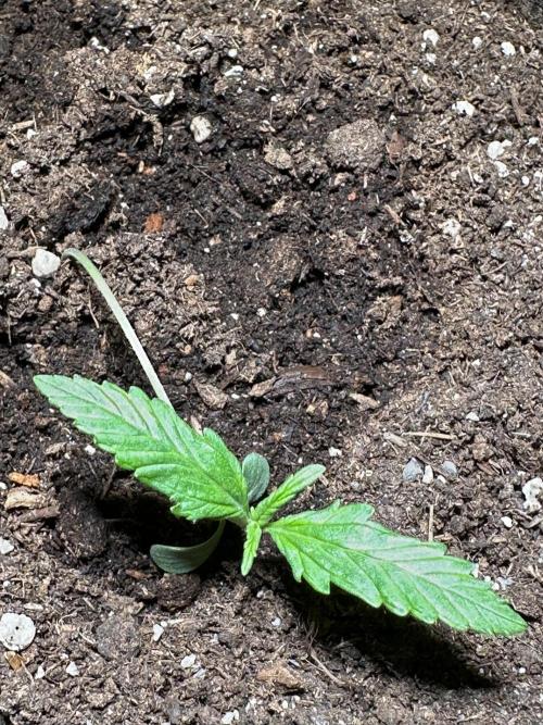 Auto Gorilla Glue#4. Week 2