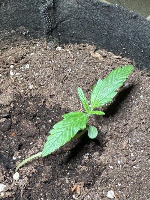 Auto Gorilla Glue#4. Week 2