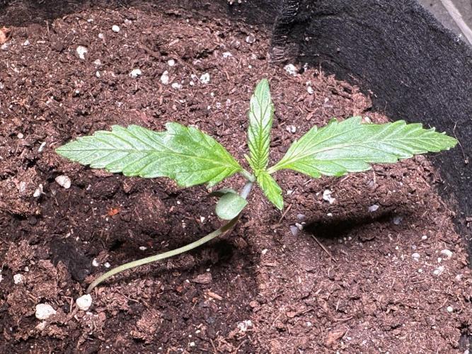Auto Gorilla Glue#4. Week 2