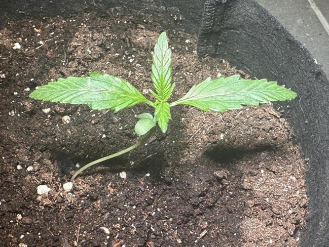 Auto Gorilla Glue#4. Week 2