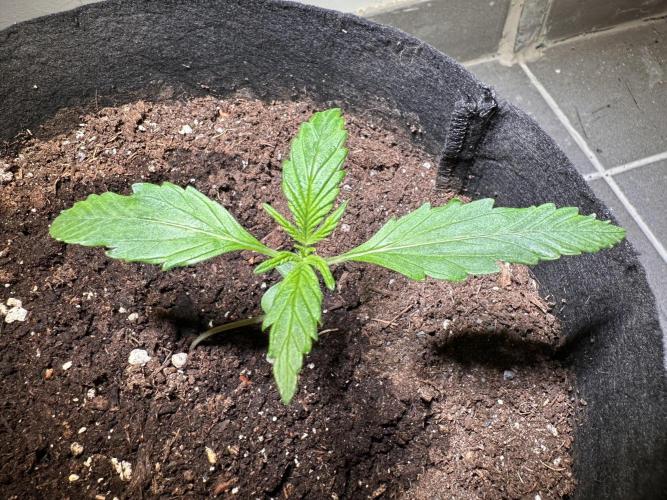 Auto Gorilla Glue#4. Week 2