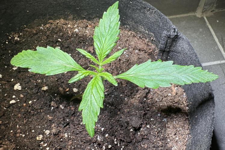 Auto Gorilla Glue#4. Week 3