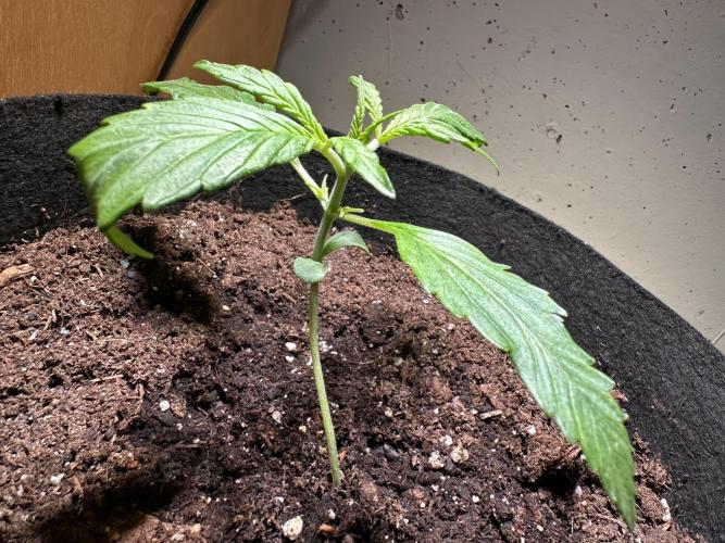 Auto Gorilla Glue#4. Week 3