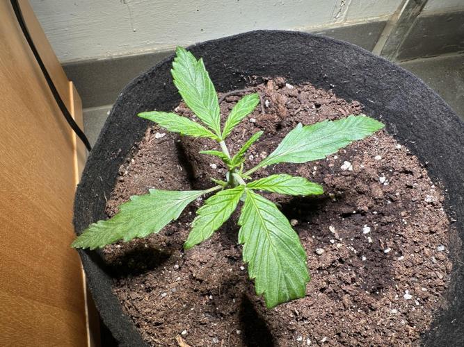 Auto Gorilla Glue#4. Week 3