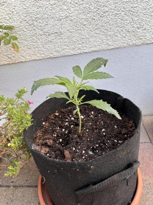 Linda Seeds Auto Gorilla Glue#4 2026 2nd. Week 3 - D20 (22.05.)