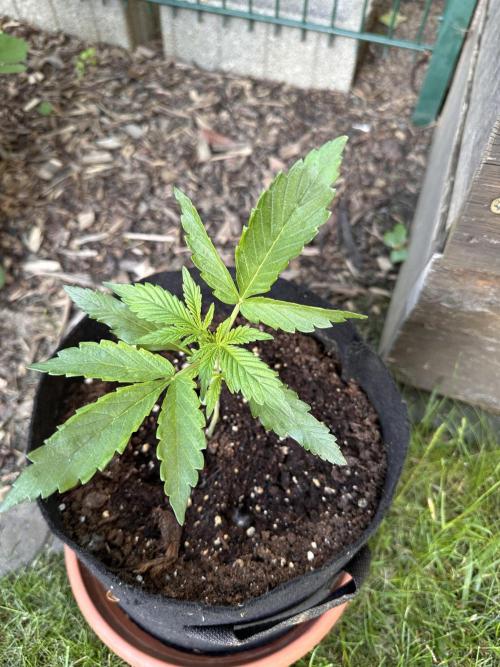 Linda Seeds Auto Gorilla Glue#4 2026 2nd. Week 3 - D20 (abends)