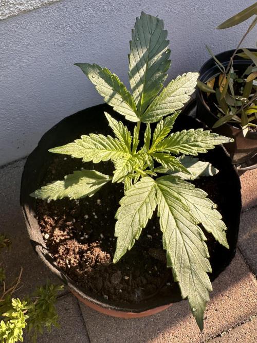 Linda Seeds Auto Gorilla Glue#4 2026 2nd. Week 3 - D21 (23.05.)