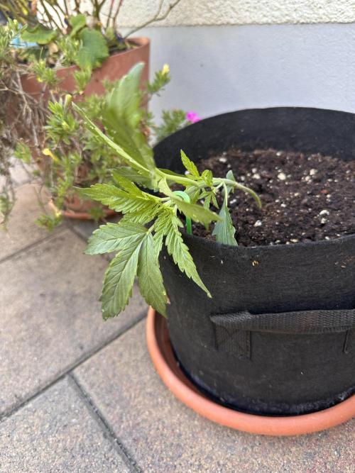 Linda Seeds Auto Gorilla Glue#4 2026 2nd. Week 3 - D21 (23.05.)