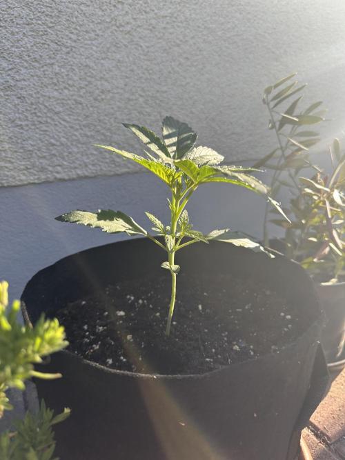 Linda Seeds Auto Gorilla Glue#4 2026 2nd. Week 3 - D21 (23.05.)