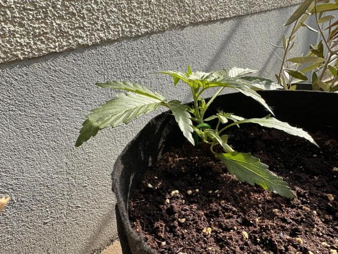 Linda Seeds Auto Gorilla Glue#4 2026 2nd. Week 4 - D22 (24.05.)
