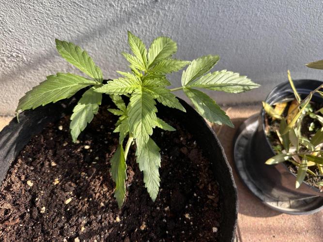 Linda Seeds Auto Gorilla Glue#4 2026 2nd. Week 4 - D22 (24.05.)