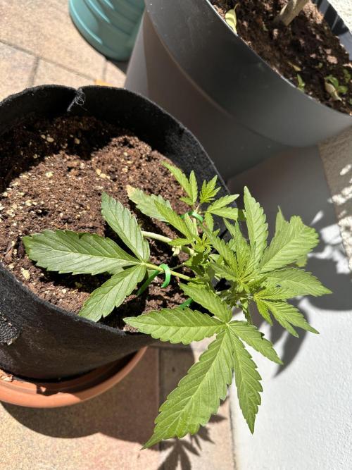 Auto Gorilla Glue#4. Week 4