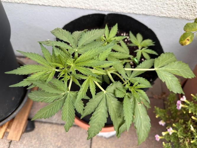 Linda Seeds Auto Gorilla Glue#4 2026 2nd. Week 5 - D28 (30.5.)