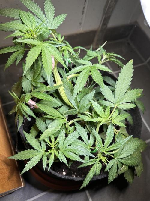 Linda Seeds Auto Gorilla Glue#4 2026 2nd. Week 5 - D34 (05.06.)