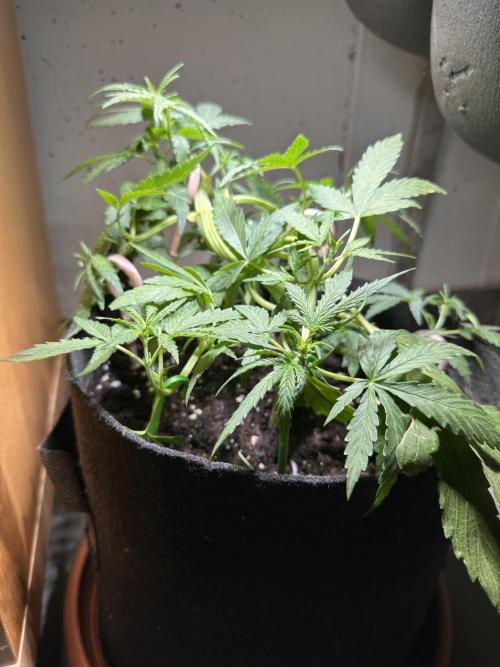 Auto Gorilla Glue#4. Week 5