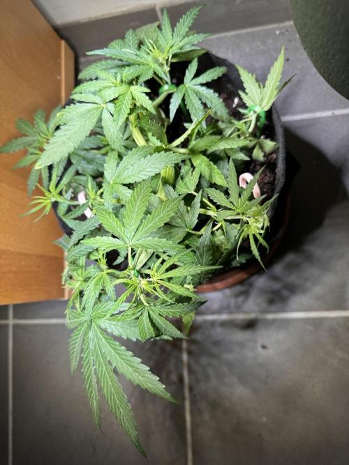Linda Seeds Auto Gorilla Glue#4 2026 2nd. Week 6 - D35 (06.06.)