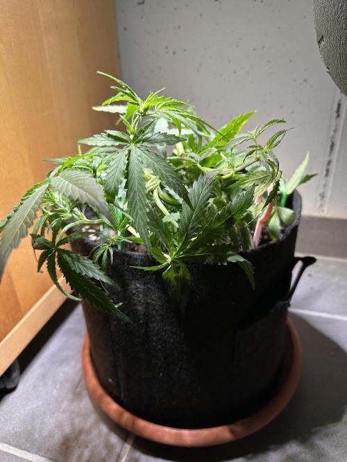 Linda Seeds Auto Gorilla Glue#4 2026 2nd. Week 6 - D35 (06.06.)