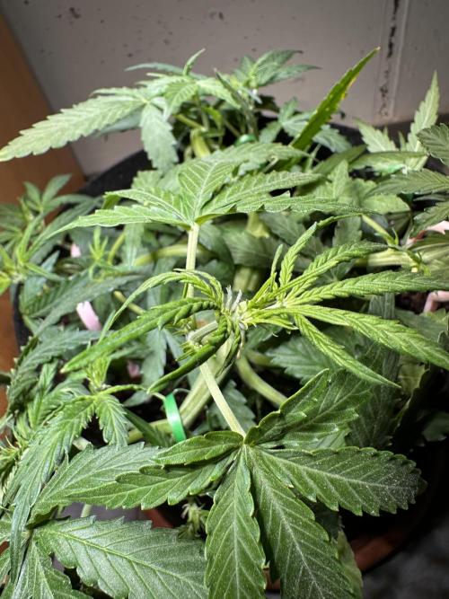 Auto Gorilla Glue#4. Week 6