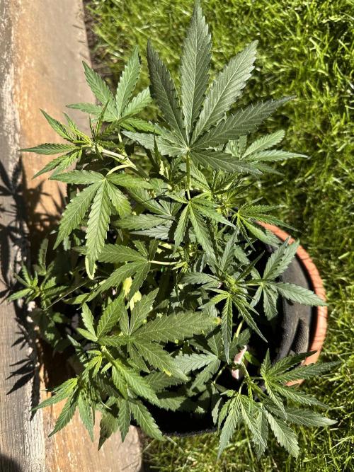 Auto Gorilla Glue#4. Week 6
