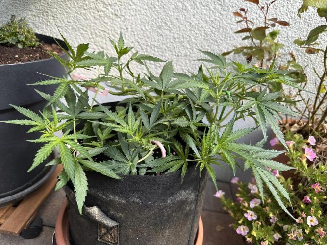 Linda Seeds Auto Gorilla Glue#4 2026 2nd. Week 6 - D38 (09.06.)