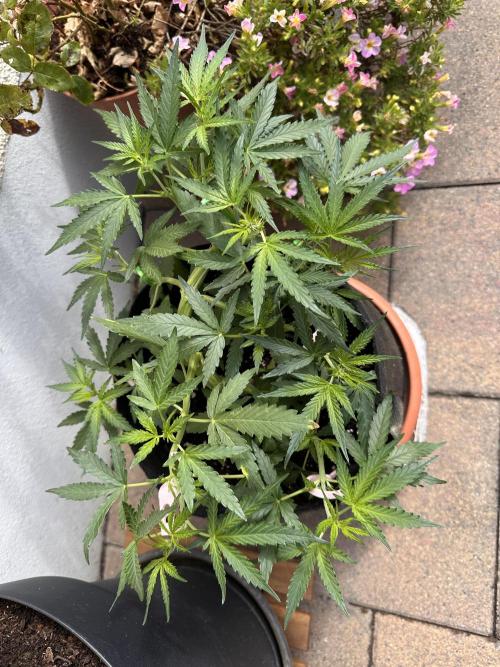 Linda Seeds Auto Gorilla Glue#4 2026 2nd. Week 6 - D38 (09.06.)