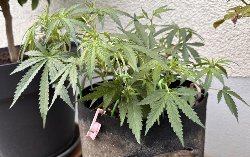 Linda Seeds Auto Gorilla Glue#4 2026 2nd. Week 6 - D39 (10.06.)